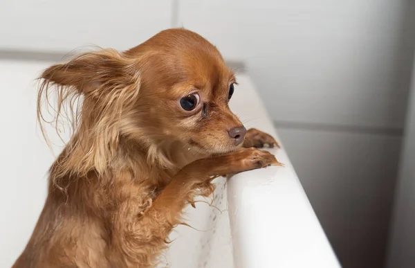 Pequeno Brinquedo Russo Terrier Cão Tomando Banho Banheiro Casa — Fotografia de Stock