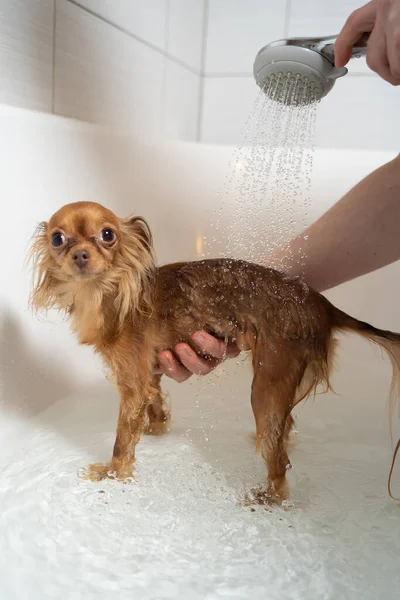 Küçük Rus oyuncak teriyer köpeği banyoda duş alıyor.
