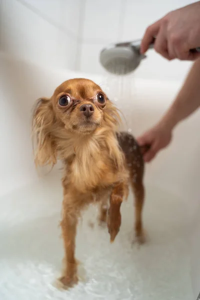 Rosyjski zabawka terrier biorąc prysznic w łazience — Zdjęcie stockowe