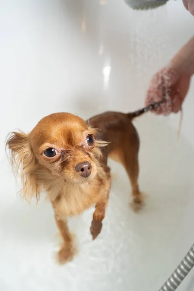 Russo brinquedo terrier tomando banho no banheiro — Fotografia de Stock