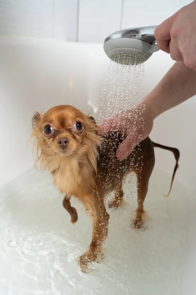 Ruso juguete terrier tomando ducha en cuarto de baño — Foto de Stock