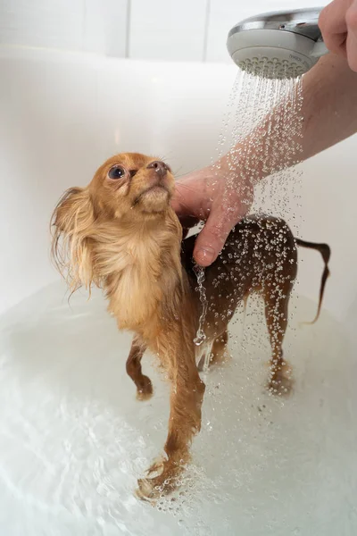 Russian toy terrier taking shower in bathroom — Stock Photo, Image