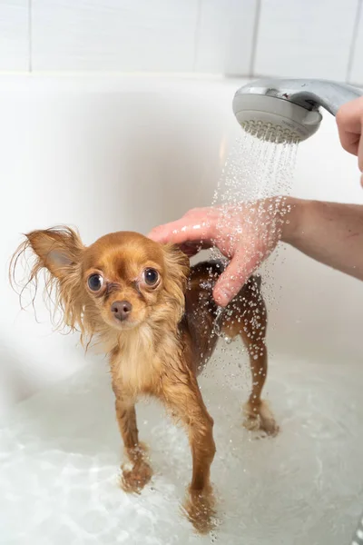 Russisch toy terrier taking dusche im badezimmer — Stockfoto