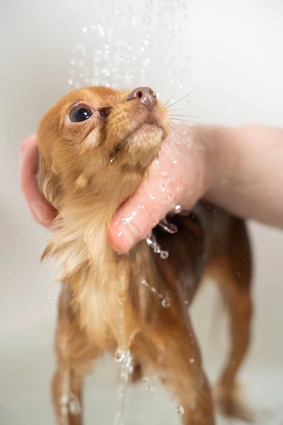 Russo brinquedo terrier tomando banho no banheiro — Fotografia de Stock