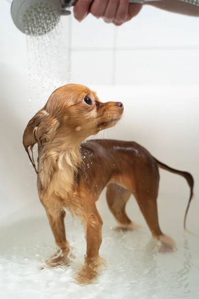 Rosyjski zabawka terrier biorąc prysznic w łazience — Zdjęcie stockowe