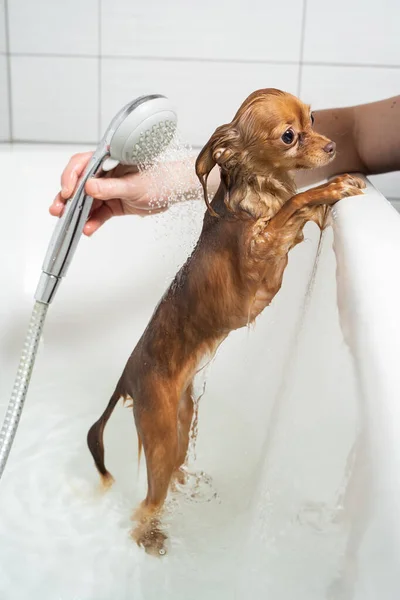 Russo brinquedo terrier tomando banho no banheiro — Fotografia de Stock