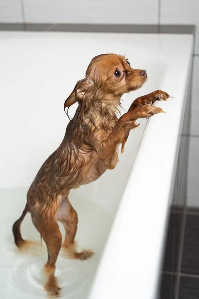 Pequeno Brinquedo Russo Terrier Cão Tomando Banho Banheiro Casa — Fotografia de Stock