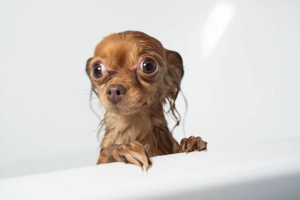 Pequeno Brinquedo Russo Terrier Cão Tomando Banho Banheiro Casa — Fotografia de Stock