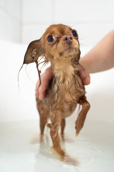 自宅のバスルームでシャワーを浴びている小さなロシアのおもちゃのテリア犬 — ストック写真