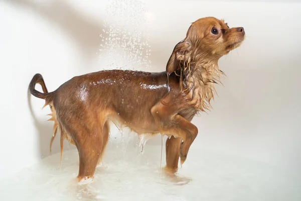 Pequeno Brinquedo Russo Terrier Cão Tomando Banho Banheiro Casa — Fotografia de Stock