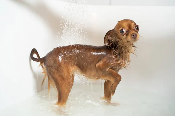 Pequeno Brinquedo Russo Terrier Cão Tomando Banho Banheiro Casa — Fotografia de Stock