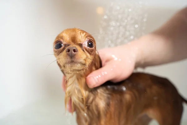 Küçük Rus oyuncak teriyer köpeği banyoda duş alıyor.