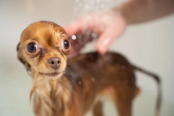 Küçük Rus oyuncak teriyer köpeği banyoda duş alıyor.
