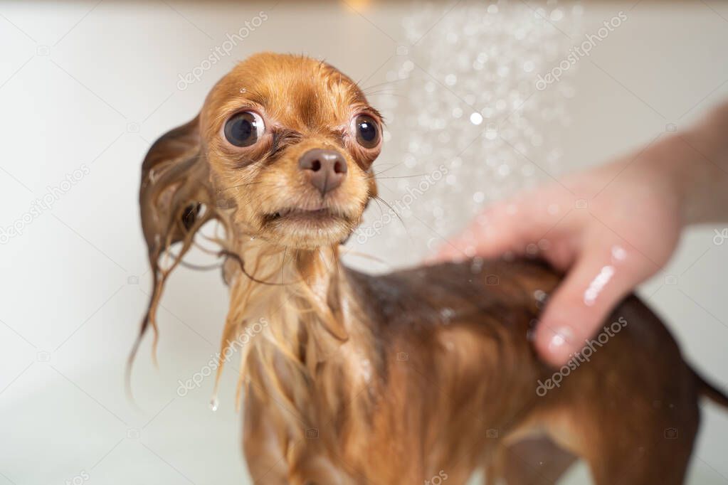small russian toy terrier dog taking shower in bathroom at home