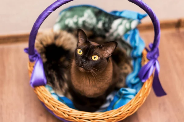 Dark brown burmese cat sitting in the basket