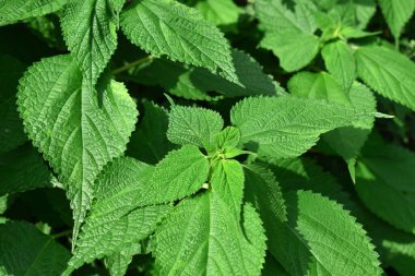 Fesleğen yaprağı Arkaplan dokusu