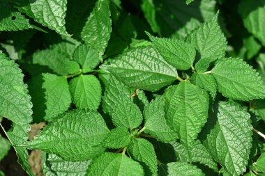 Fesleğen yaprağı Arkaplan dokusu