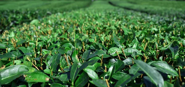 Yakın plan Yeşil çay tarlası geçmişi