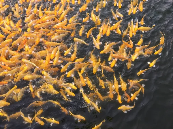 Ikan Kolam Itu Latar Belakang Alam — Stok Foto