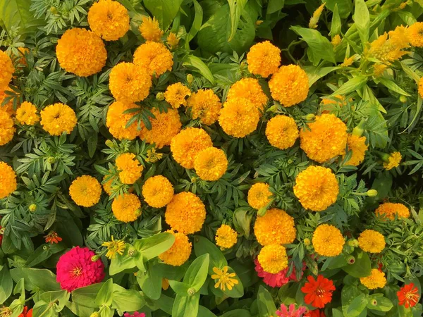 Etiketler ereksiyon L Çiçeği Üst Arkaplan Görünümü