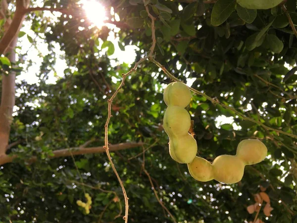 The Manila tamarind on Tree have sunlight