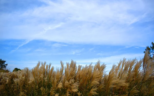 Poaceae Gras Bloemen Veld Blauwe Lucht Achtergrond — Stockfoto