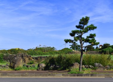 Yol kenarındaki çam mavisi gökyüzü