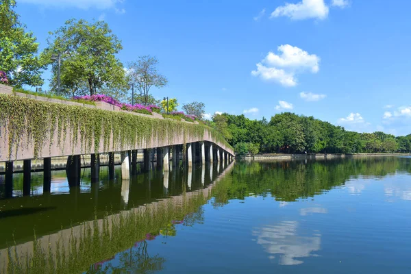 Park Gölü ve Mavi Gök Büyük Ağaç Manzarası