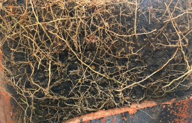 Kökleri arkaplanda olan yakın plan Ağacı