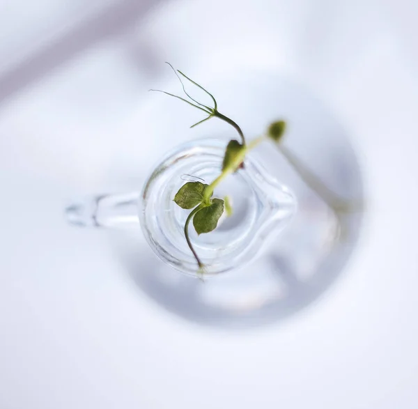Planta Pequena Verde Vaso Vidro — Fotografia de Stock