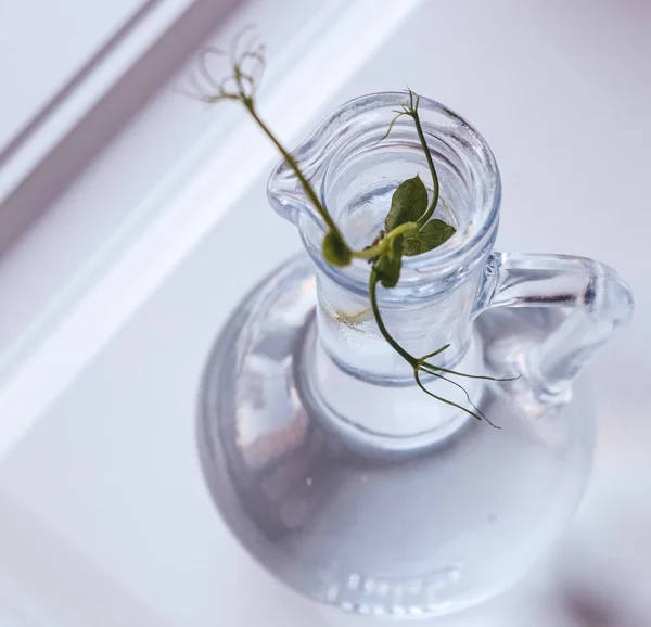 yeşil küçük bir bitki, sıkıcı, cam şeffaf bir vazoda, suda, beyaz arkaplanda.