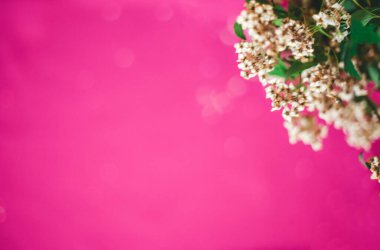 güzel pembe arka plan ve çiçekler