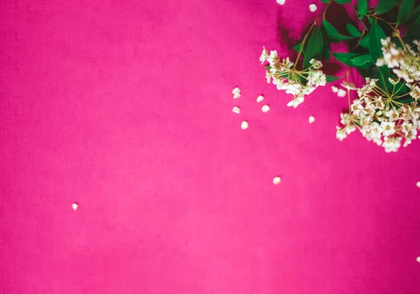 güzel pembe arka plan ve çiçekler