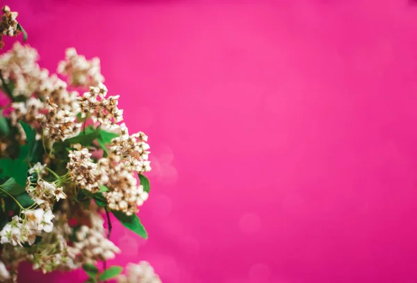 güzel pembe arka plan ve çiçekler