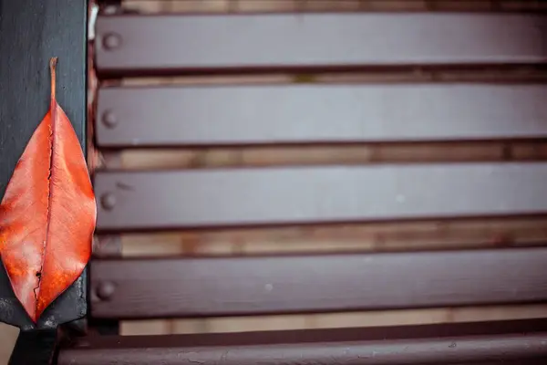 Oturan kahverengi, parlak kırmızı yaprak, kahverengi arkaplan