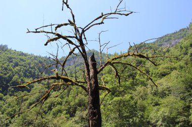 ağaç tepe üzerinde