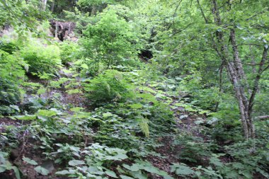 İnsan eli değmemiş doğa.