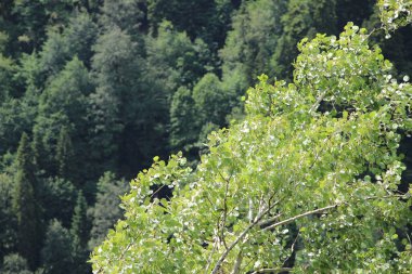 Dağlarda çam ağacı