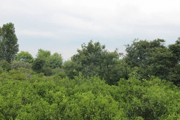 Trees Forest — Stock Photo, Image