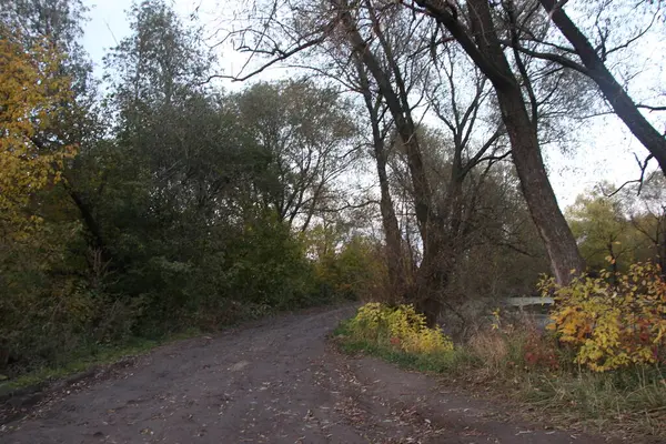 Autumn Road Forest — Stock Photo, Image