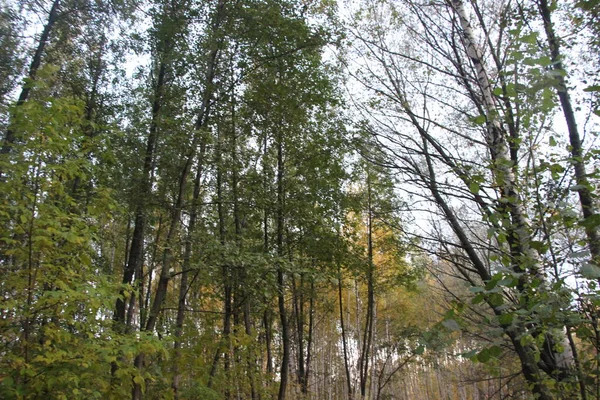 Arbete Höstskogen — Stockfoto