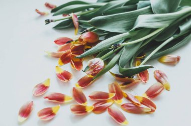 Açık gri duvarda güzel turuncu ve sarı laleler. Çiçek ba