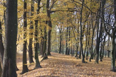 Aydınlatılmış boş orman güneşli altın sonbahar günü ağaçlar ve düşmüş yapraklarla