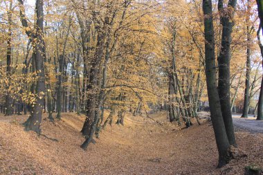 Güneşli bir sonbahar gününde ağaçlarla dolu boş bir ormanda uçan yapraklar.