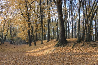 Devasa kökleri olan ağaçlar boş bir ormanda altın sonbahar günü ağaçlar ve Prusya 'da düşen yapraklar.