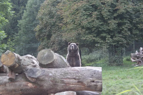 Brown Grizzly Bear Animal Park Log — Stock Photo, Image