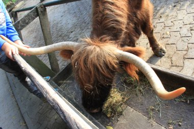 Wildpark 'ta saman bizonu yemek. 