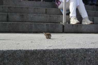 Küçük serçe kuşunun arka ve kuyruğu