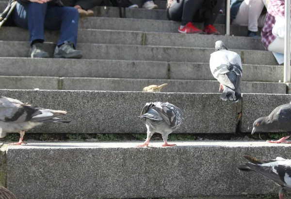 Funny Back Side View Pigeon — Stock Photo, Image