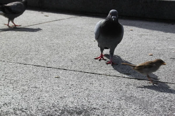 Divertida Paloma Andante Pequeño Gorrión Volador —  Fotos de Stock